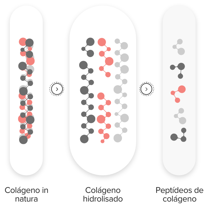 Tipos de Collageno