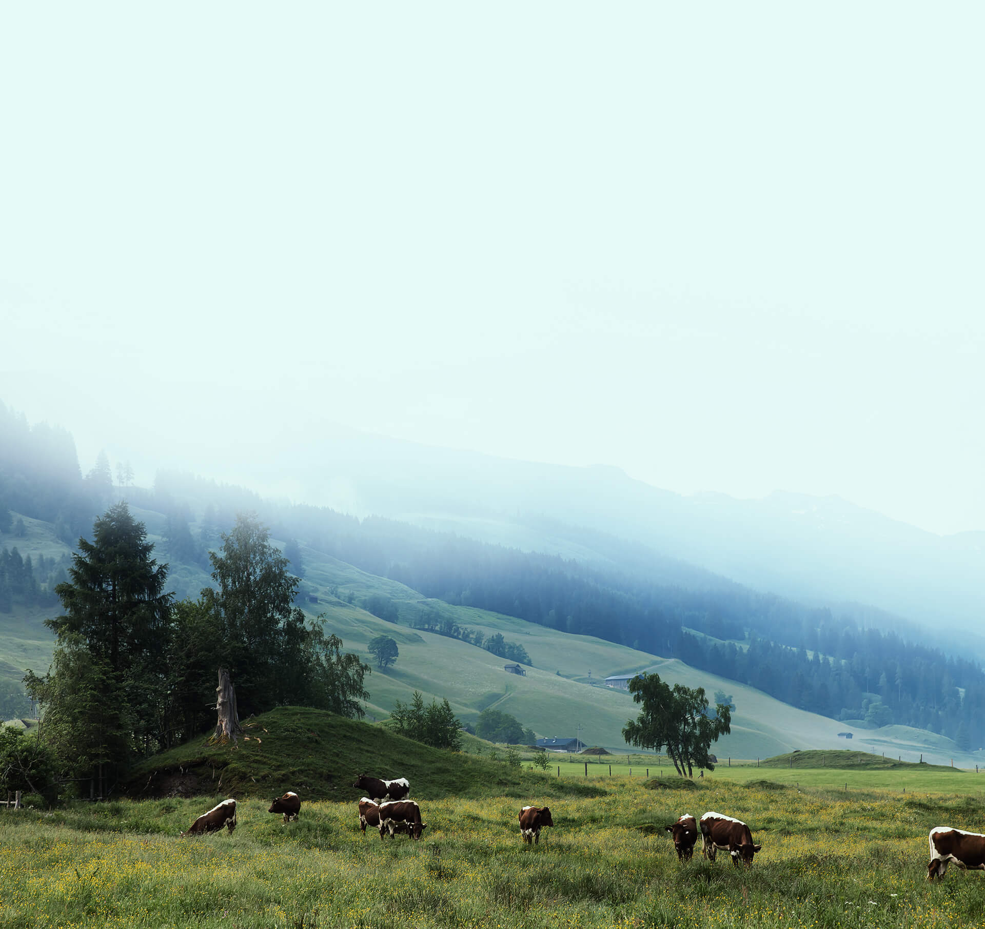 Imagem de Background - Beef Protein