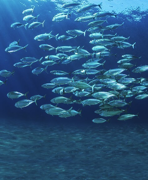 Omega 3 essential peixe
