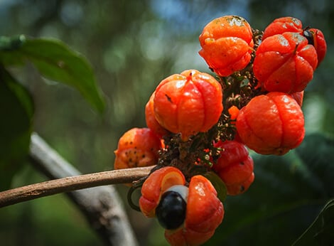 pó de guaraná emagrece