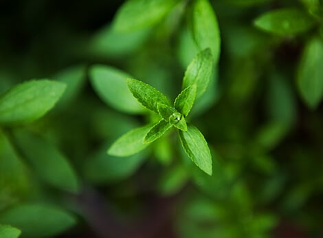 stevia para emagrecer