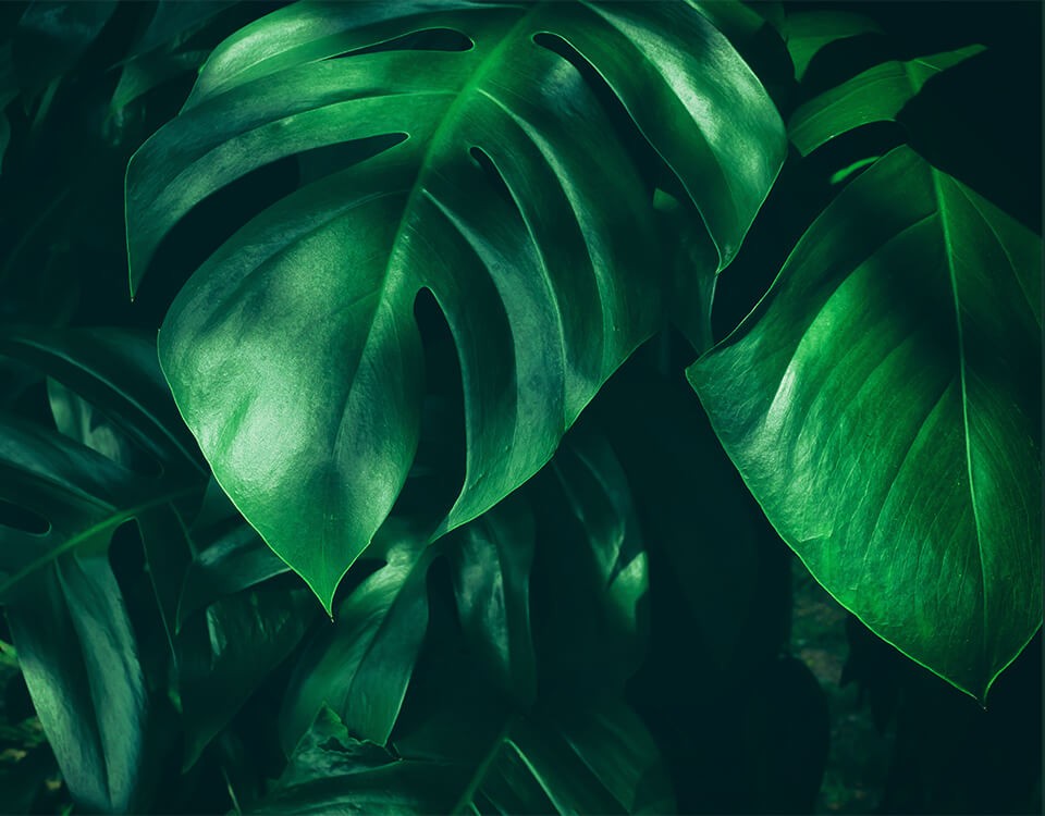 Colágeno vegano existe?