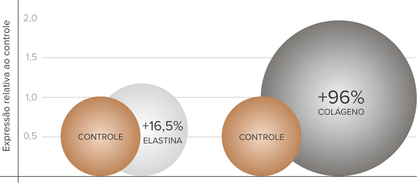 infográfico explicando sobre o efeito do beauty strucuture, o sérum firmados da Noorskin, em aumento na síntese de colágeno e na síntese de elastina, para auxiliar a firmeza da pele. infográfico explicando sobre o efeito do beauty strucuture, o sérum firmados da Noorskin, em aumento na síntese de colágeno e na síntese de elastina, para auxiliar a firmeza da pele.